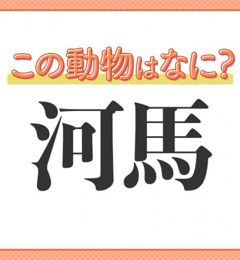 【河馬】はなんて読む?河にいますが馬ではありません!