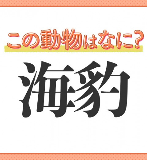 【海豹】はなんて読む?見れば癒される海のアイドル♡