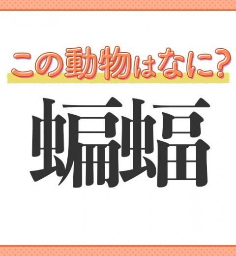 【蝙蝠】はなんて読む?洞窟のイメージがあるといえば…?
