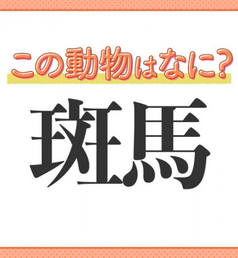 【斑馬】はなんて読む?白黒模様が特徴の動物の名前!