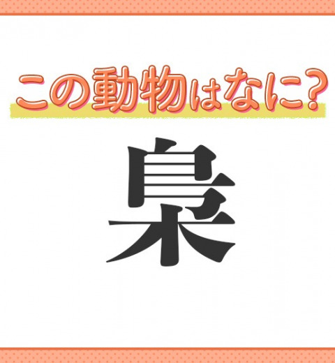 【梟】はなんて読む?魔法使いの映画に出てくる動物と言えば…?
