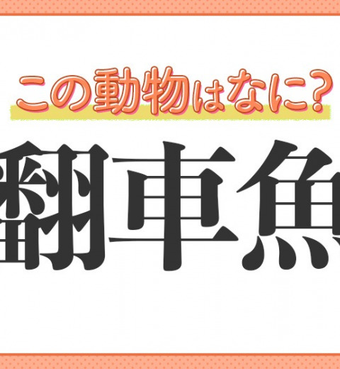【翻車魚】はなんて読む?誰もが知っているあの癒し系の魚の名前!