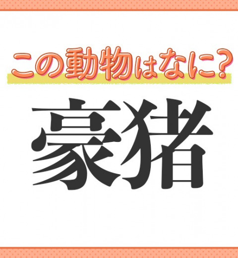 【豪猪】はなんて読む?針のような鋭い毛が特徴の動物!