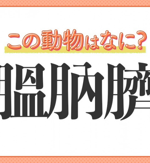 【膃肭臍】はなんて読む?オスが強大な海の動物!