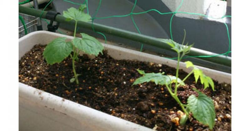 子どもの食育にも役立つ緑のカーテン。夏の暑い陽射しをやわらげる涼感テクはいかが？