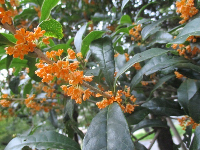 金木犀の育て方 初心者でも簡単 正しい方法や知っておくべきこと Mamagirl ママガール