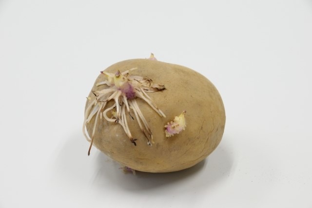 じゃがいもの芽は危険 意外と知らない 安全に食べるための注意点 Mamagirl ママガール じゃがいもの芽は危険 意外と知らない 安全に食べるための注意点 Mamagirl ママガール