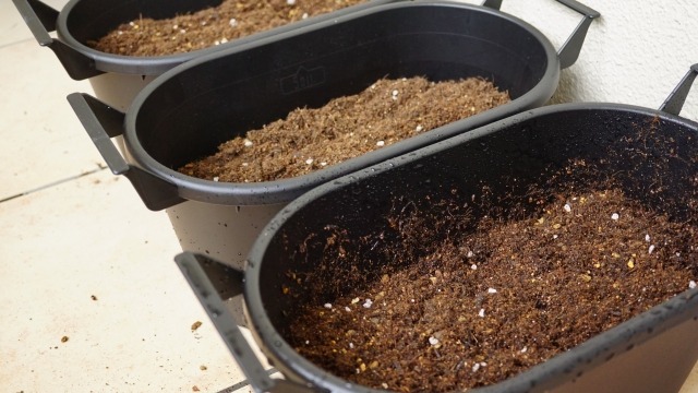 夏野菜のおうち栽培を親子で楽しもう 初心者におすすめの種類や育て方紹介 Mamagirl ママガール