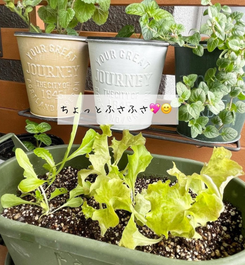 家庭菜園の土作りのポイント 野菜のおいしさを左右する 土作りのノウハウをチェック Mamagirl ママガール